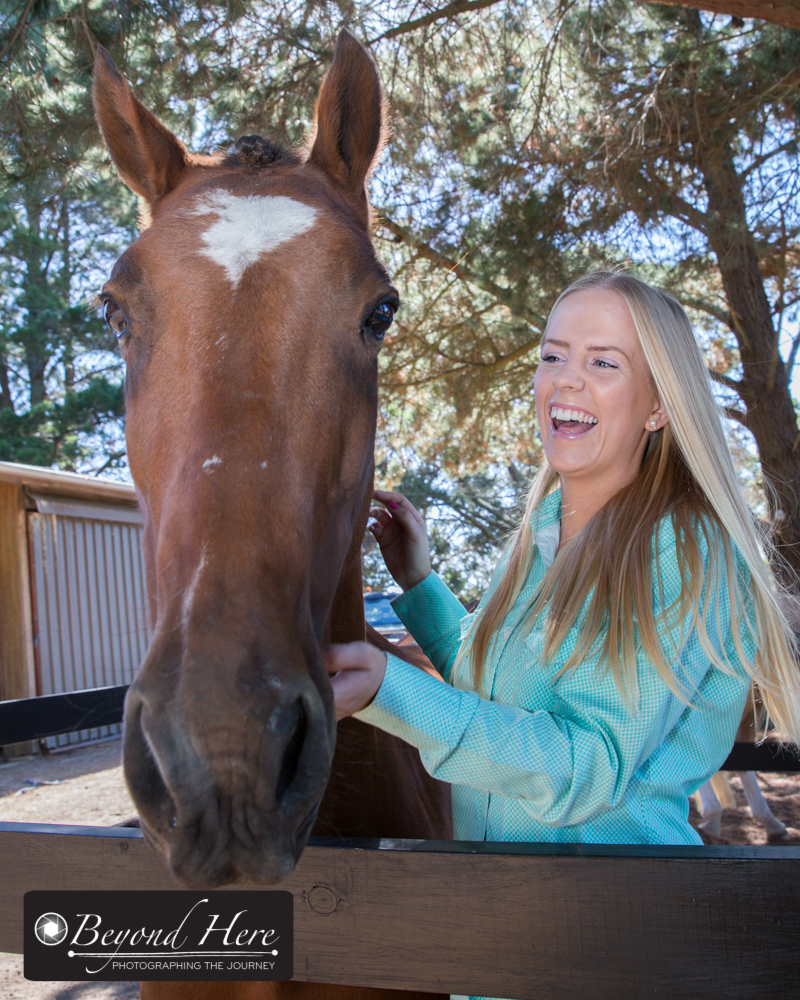 horse on farm